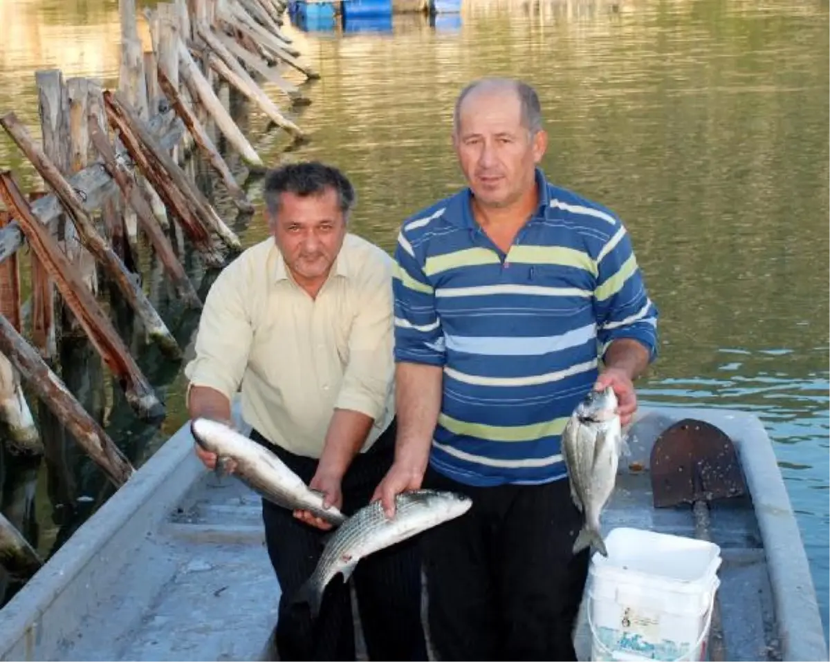 Beymelek Dalyanı Deniz Canlılarına Ev Sahipliği Yapıyor