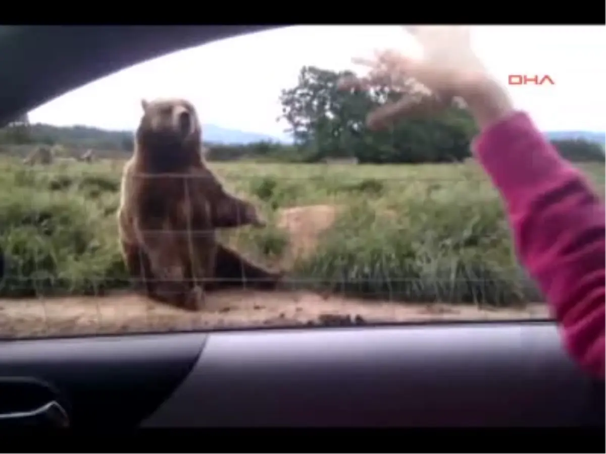 Hayvanlardan İki Sevimli Görüntü