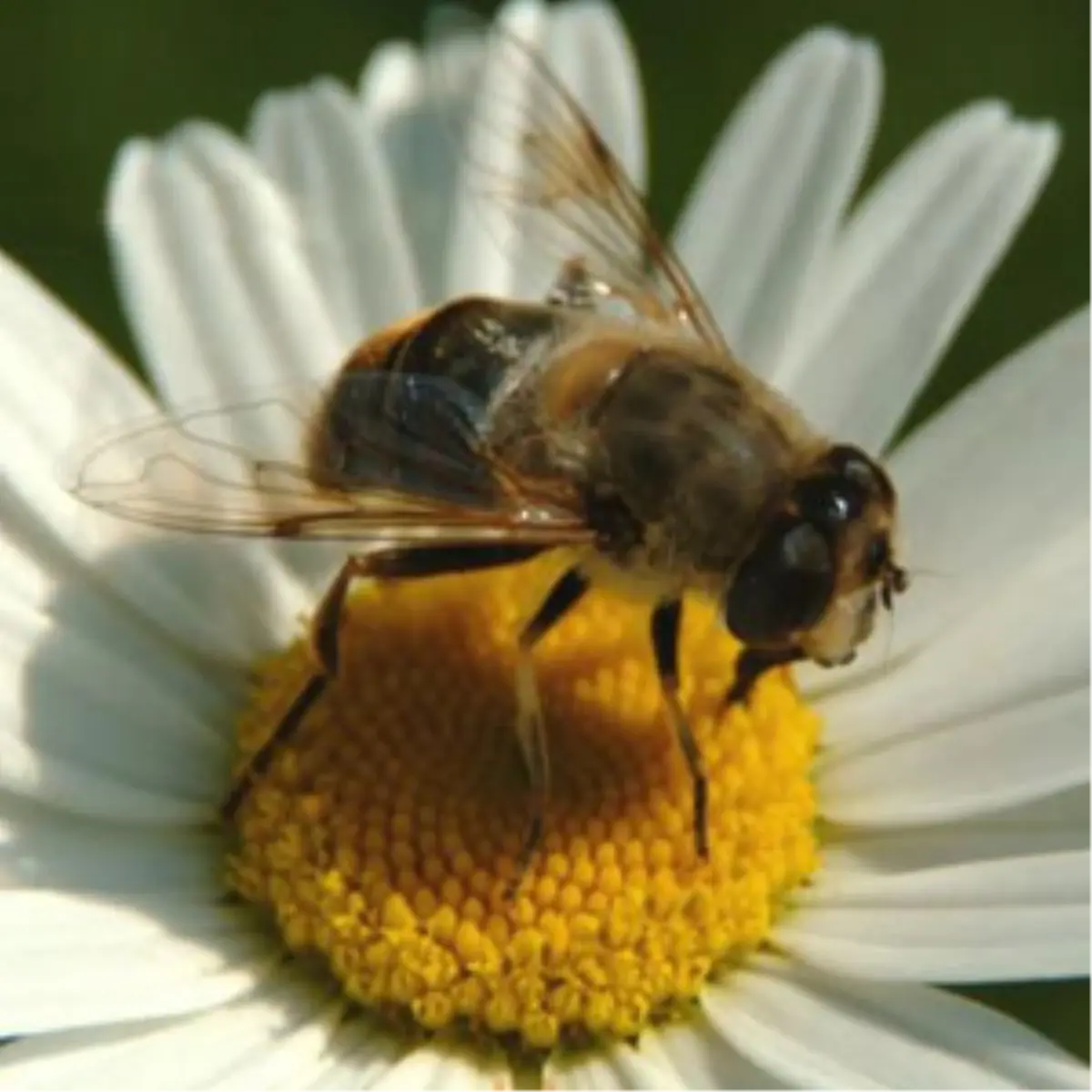 Bakanlık Bombus Arılarının Doğadan Toplanmasını Yasakladı