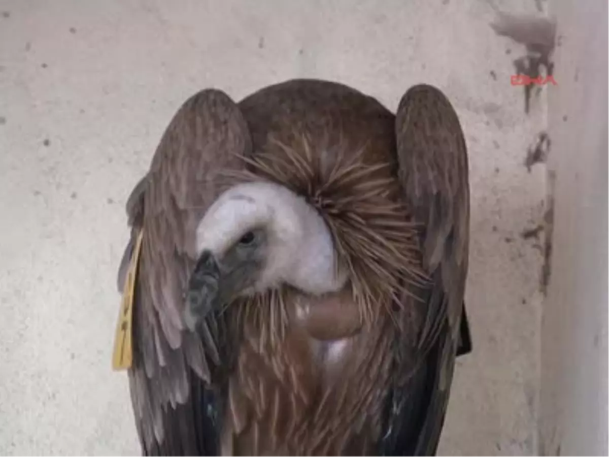 Kızıl Akbaba Askeri Birliğe Düştü