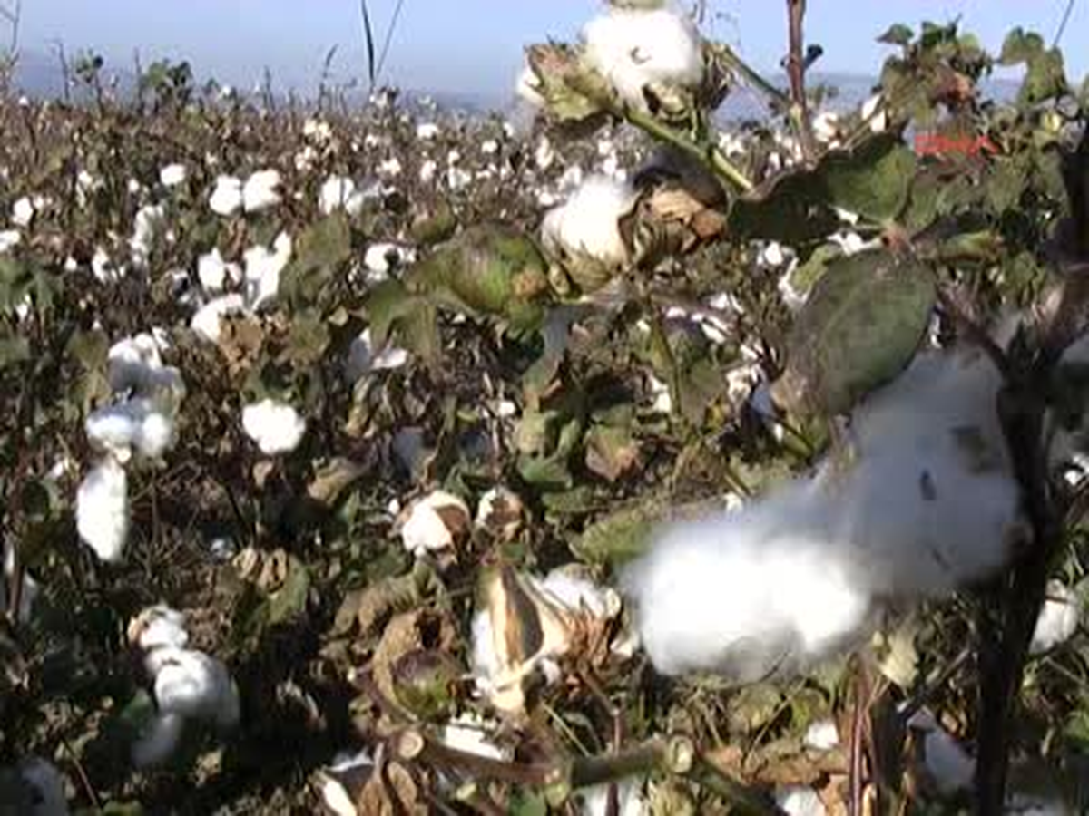 Silifke'de 30 Yıl Sonra Pamuk Hasadı