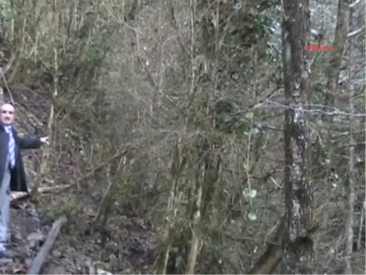 Senoz Vadisi\'nde Yüzlerce Yıllık Şimşir Ağaçlarının Kesilmesine Tepki