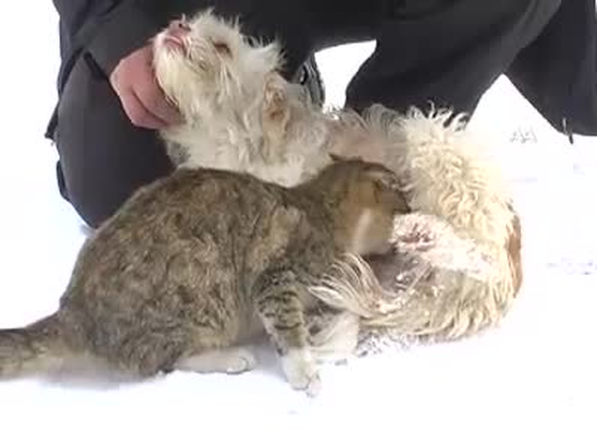 Annesi Ölen Kediyi Köpek Emziriyor