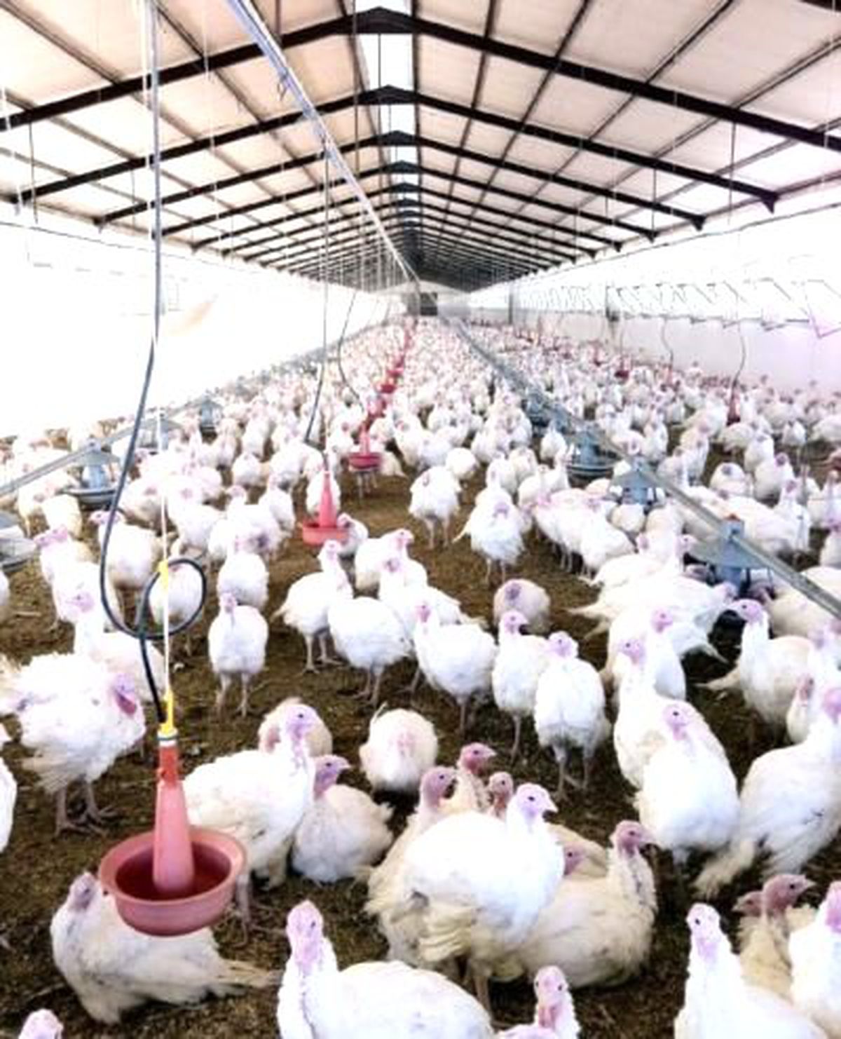Boğazlıyan'da Hindiler Görücüye Çıktı