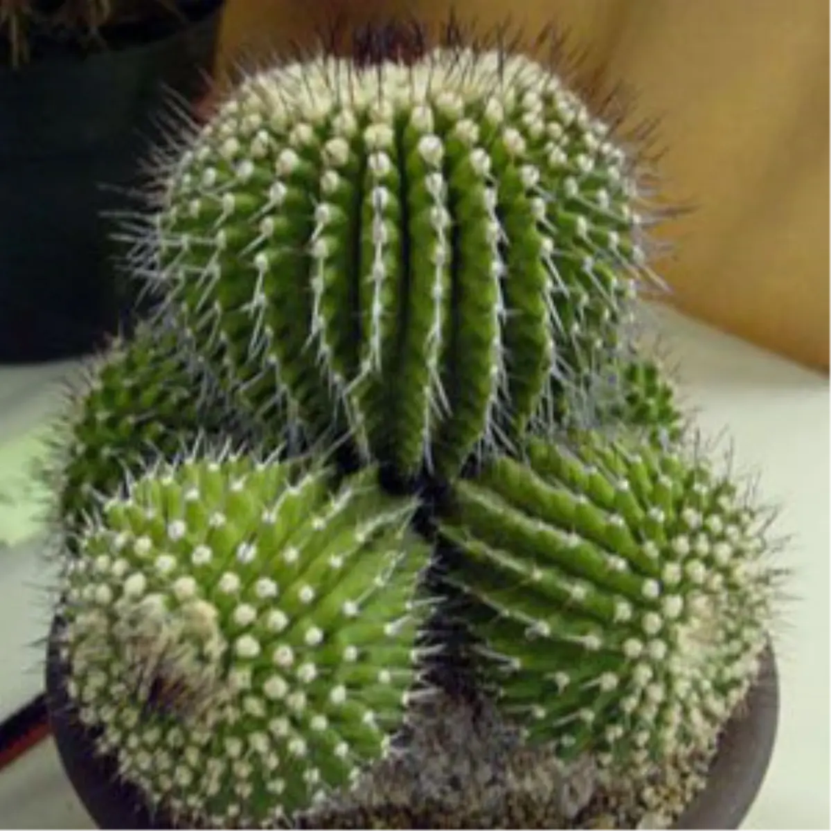 Kaktüs Radyasyondan Koruyor Mu?
