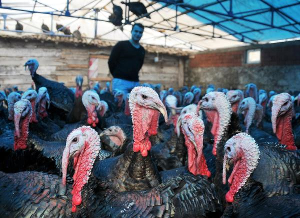 Kandıra'da Hindi Çiftlikleri Bir Bir Kapandı