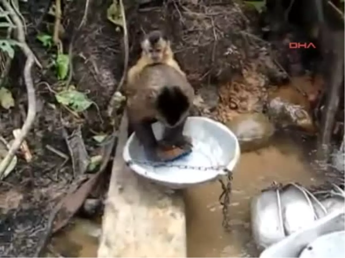 Bu Maymun Bulaşık Yıkıyor