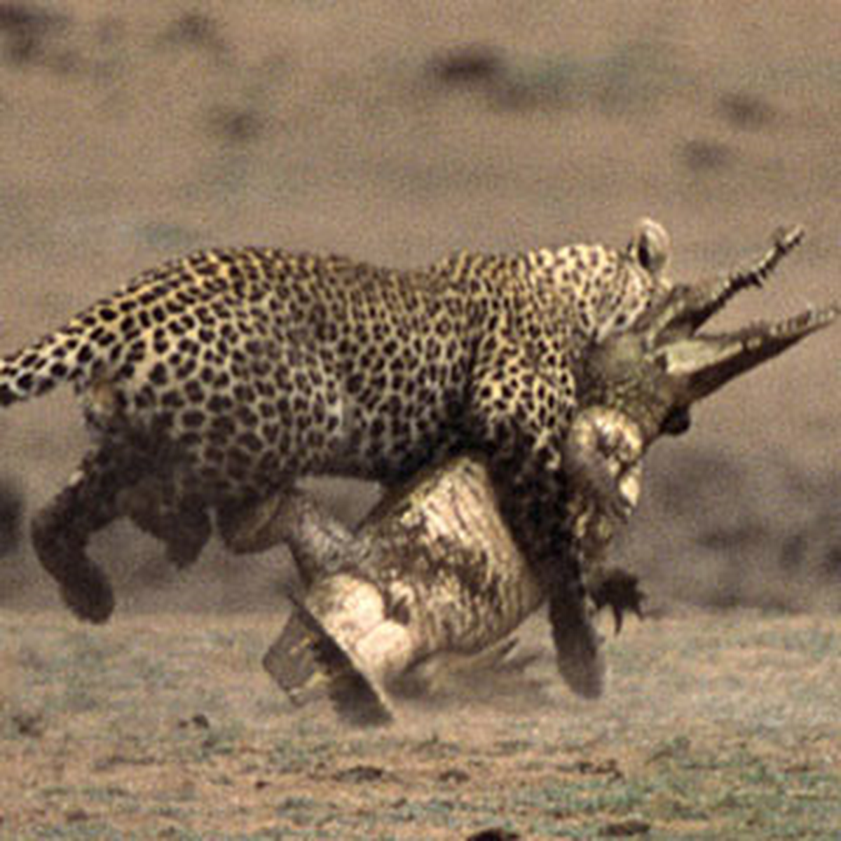 Leoparın Zorlu Timsah Avı
