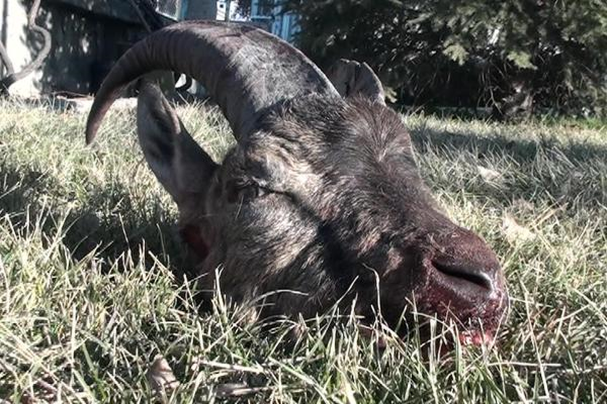 Yaban Keçisi Vuran Çobana 12 Bin Lira Ceza