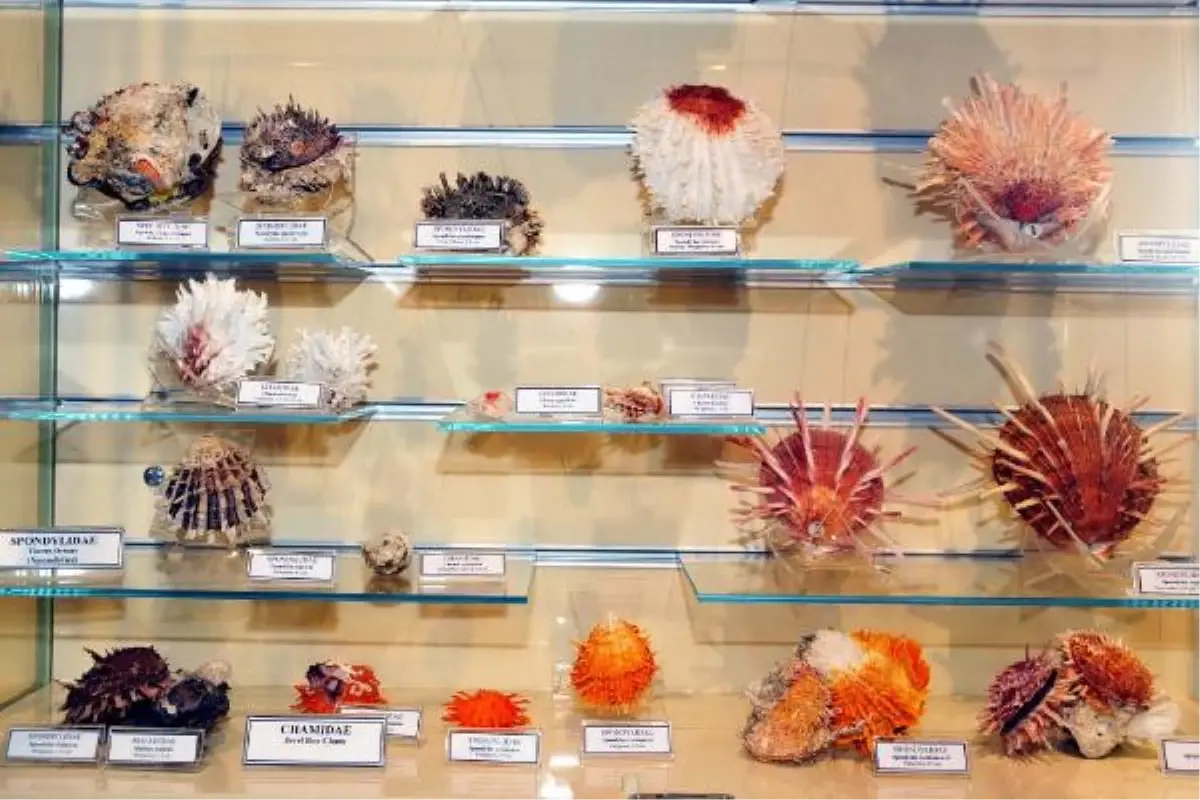 3 Bin 500 Deniz Kabuklusu Müzede