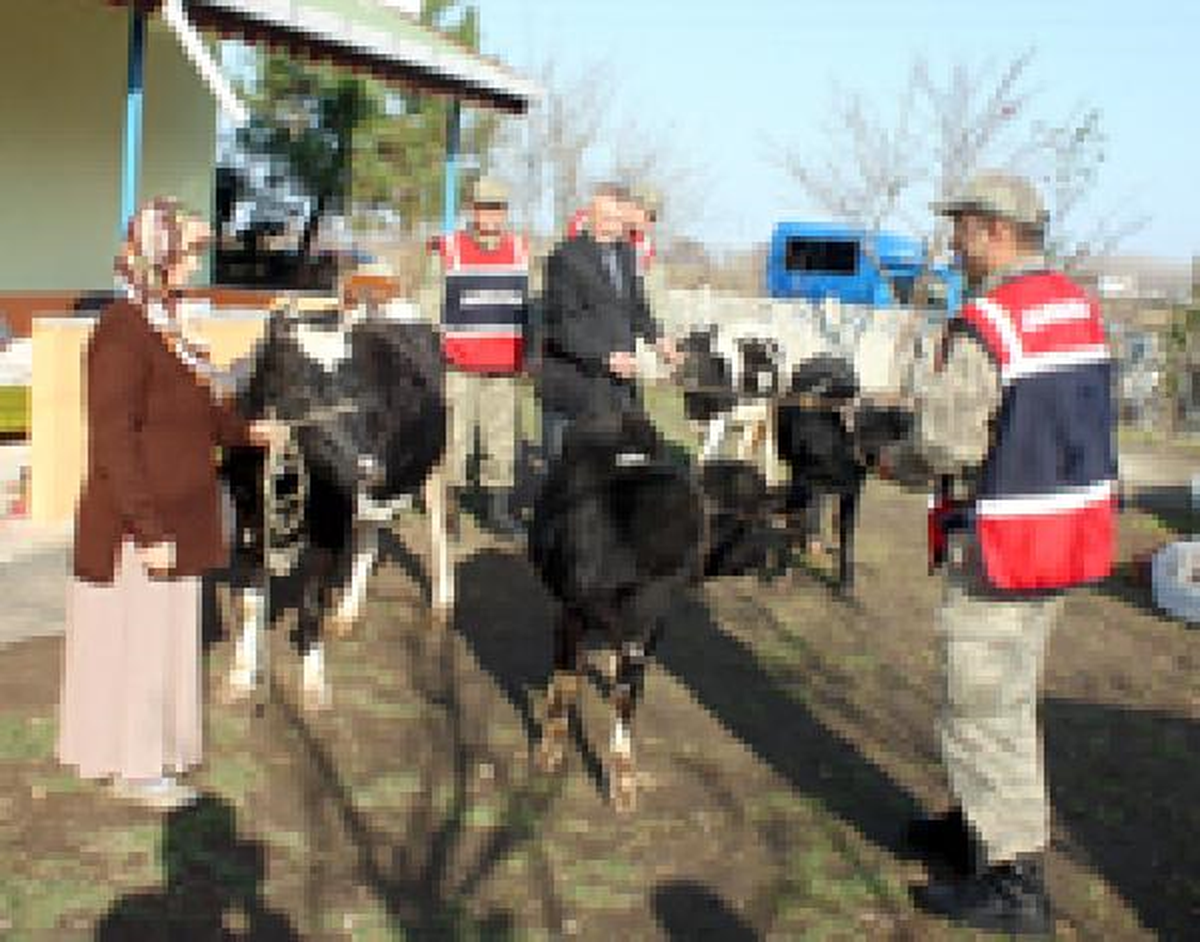 Çaldıkları İnekleri Tanınmasın Diye Boyadılar