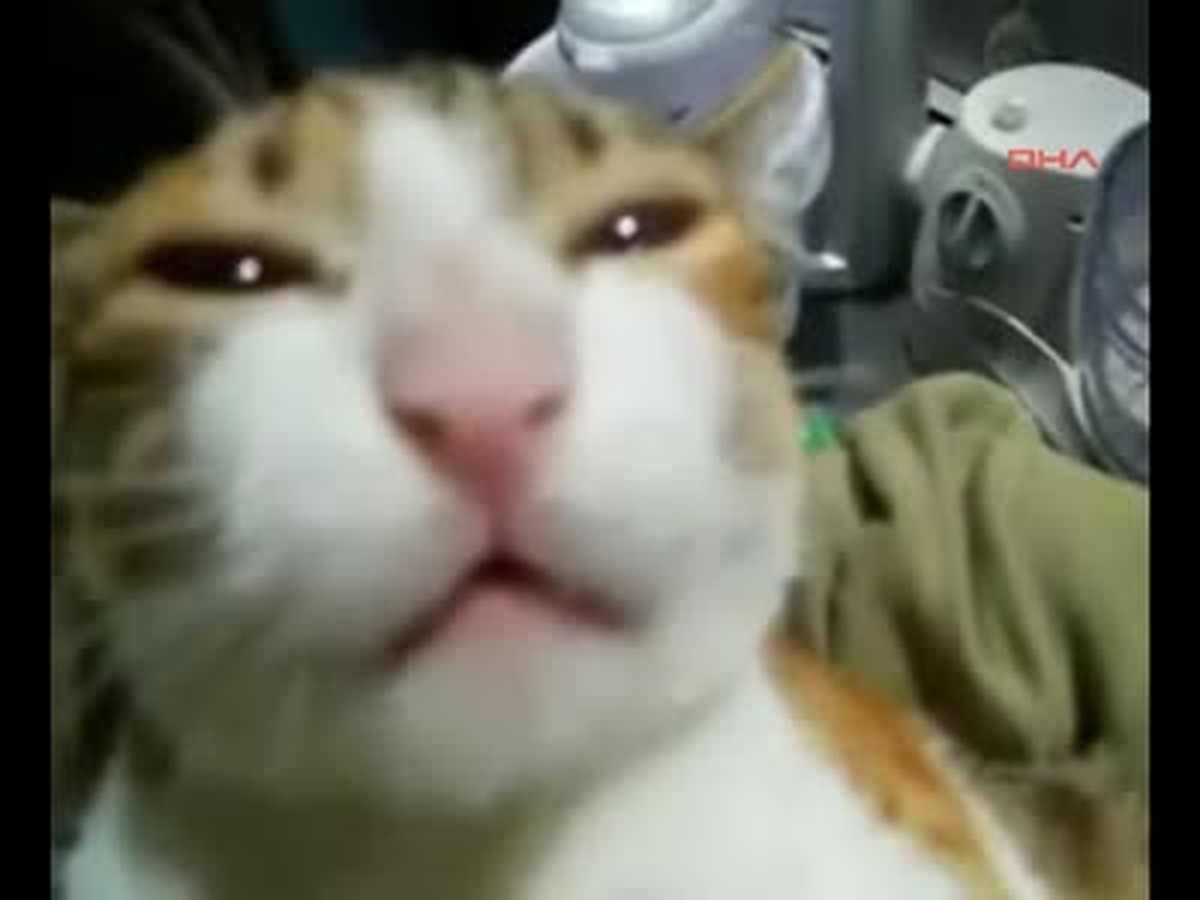 Şaka Değil Gerçek! Konuşan Kedi