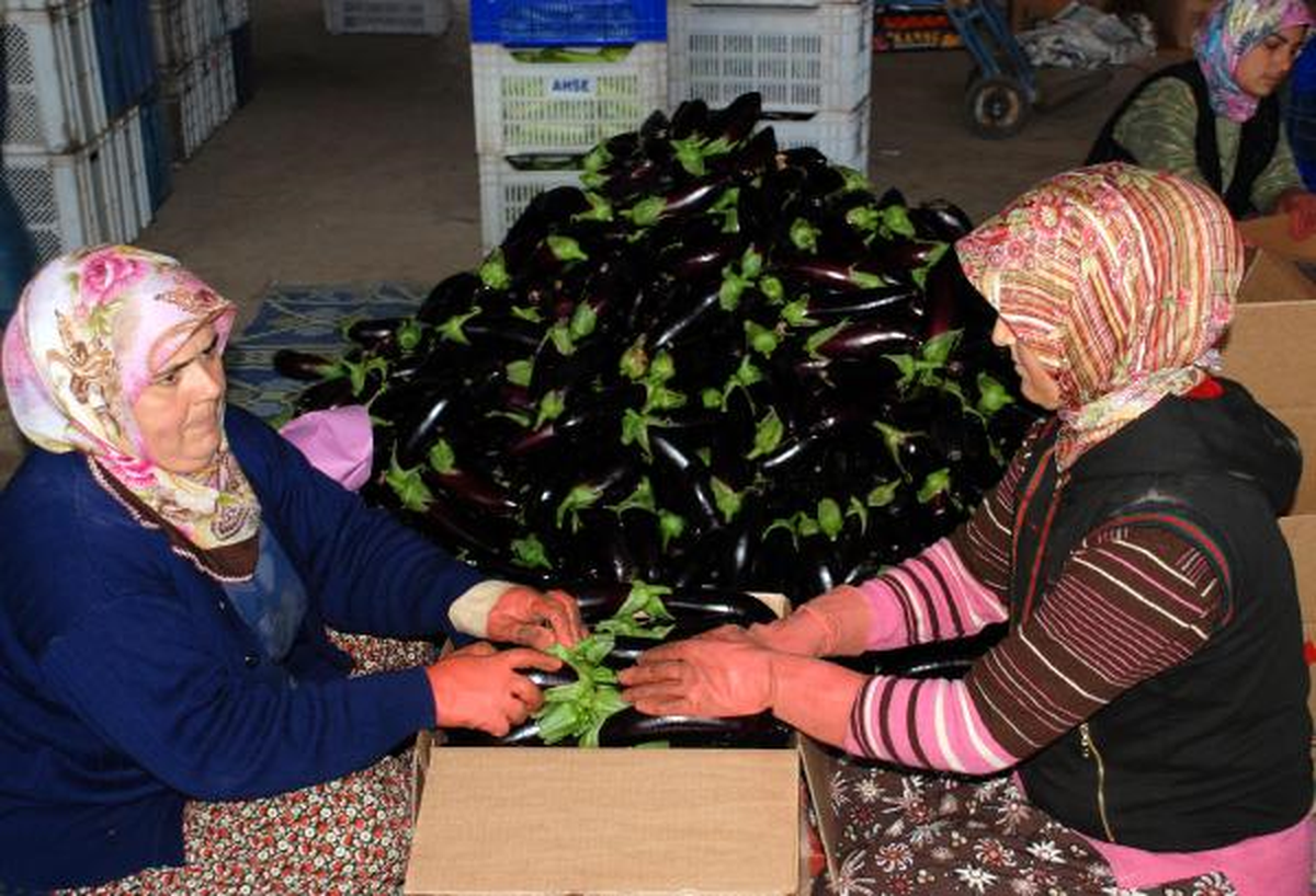 Patlıcan ve Sivri Biber El Yakıyor