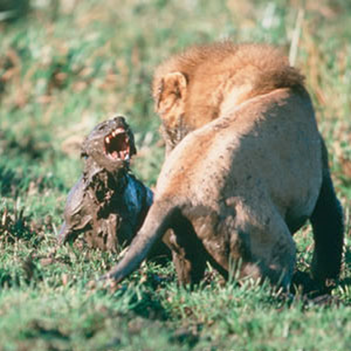 Aslan Sırtlanın Belini Böyle Kırdı