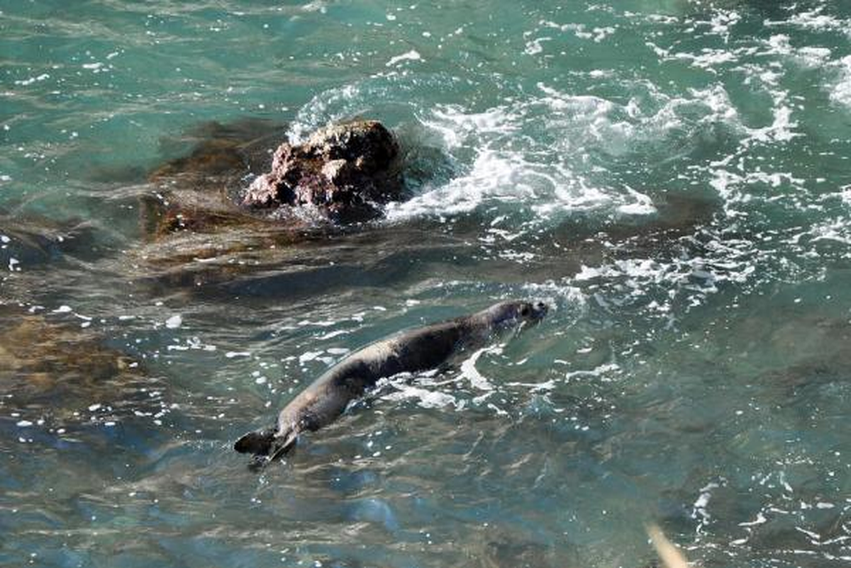 Yaralı Akdeniz Foku Alanya'da Plaja Çıktı