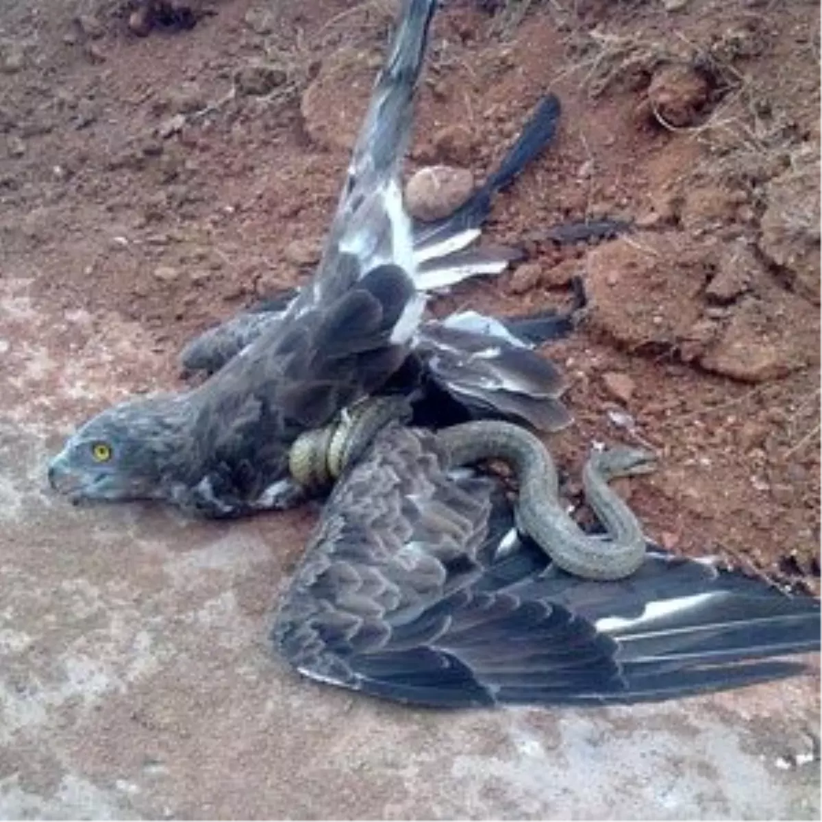 Yılan Kartalı Yere Serdi