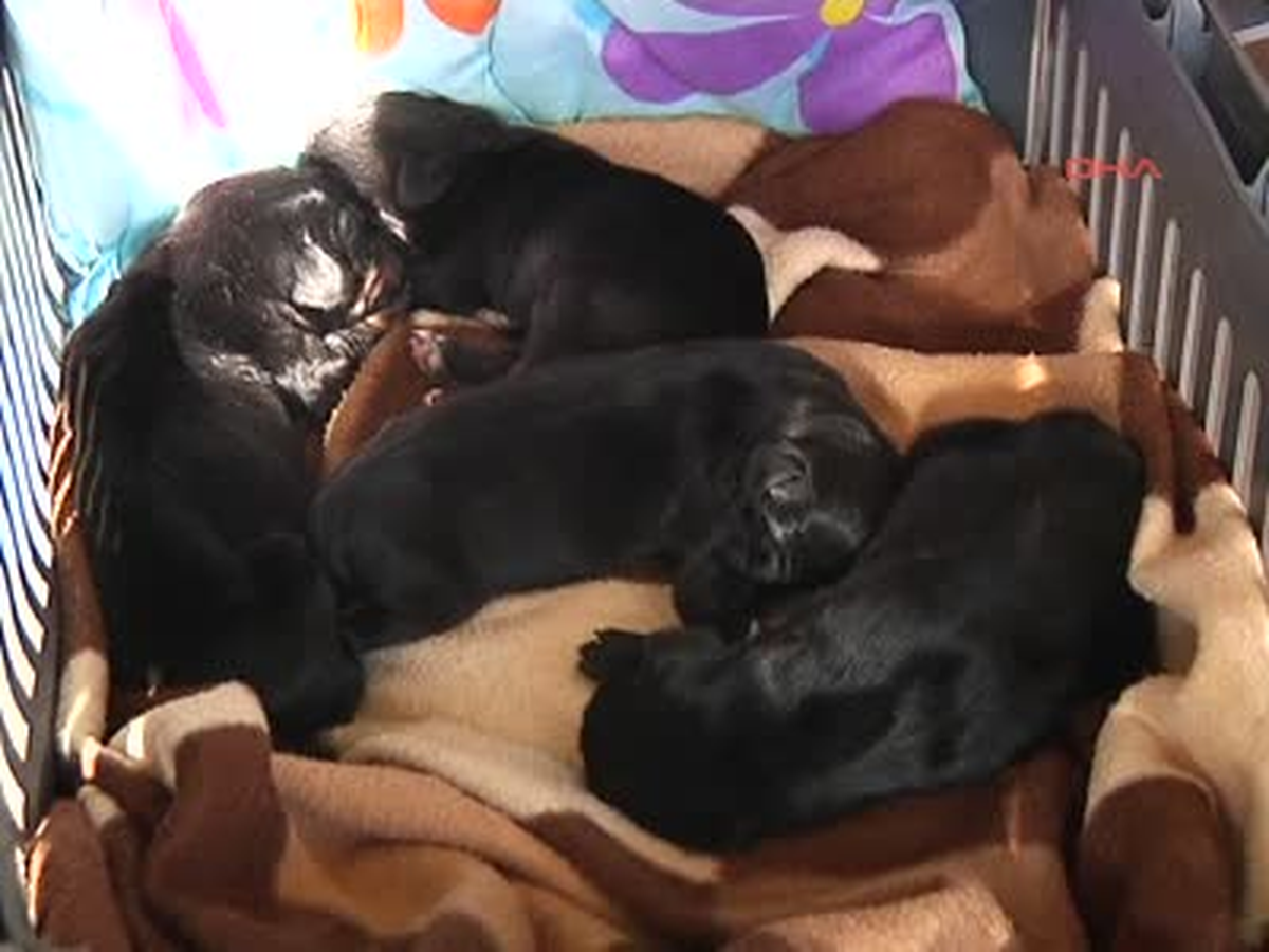 Çöpte Bulunan Yavru Köpek Tartışması Adliyeye Taşındı
