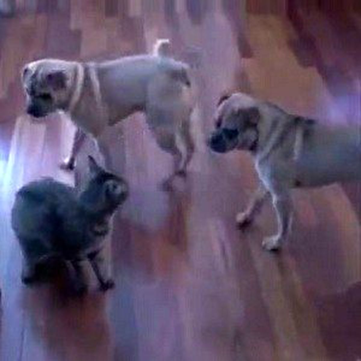 1 Kedi 2 Köpeğe Karşı