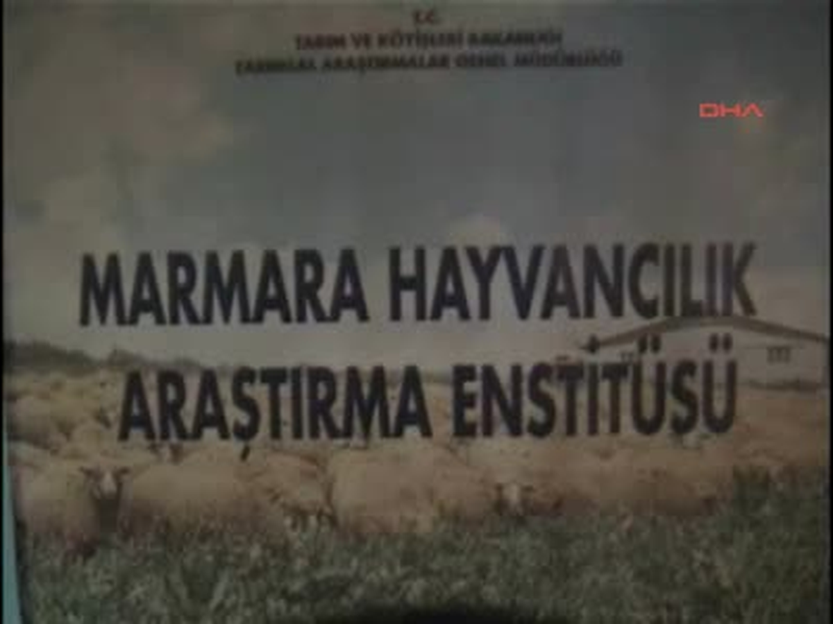 Beyaz Manda Nazlı İlgi Odağı Oldu