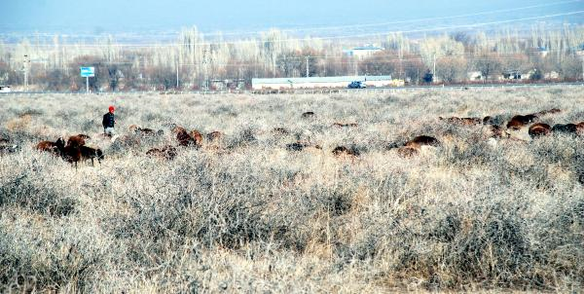 Iğdır'da Tozu Önleyen 'ebucehil' Otu Korumaya Alındı