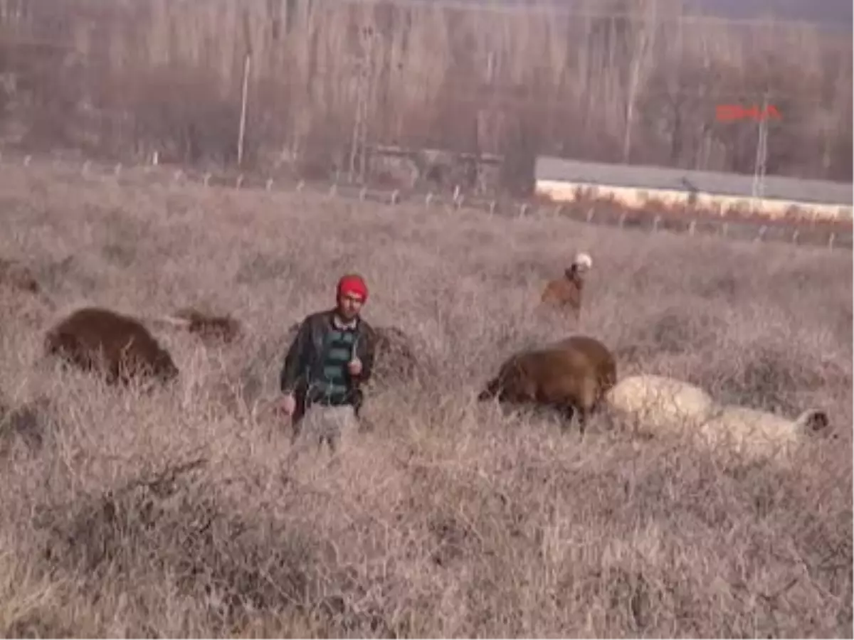 \'Ebucehil\' Otu Korumaya Alındı