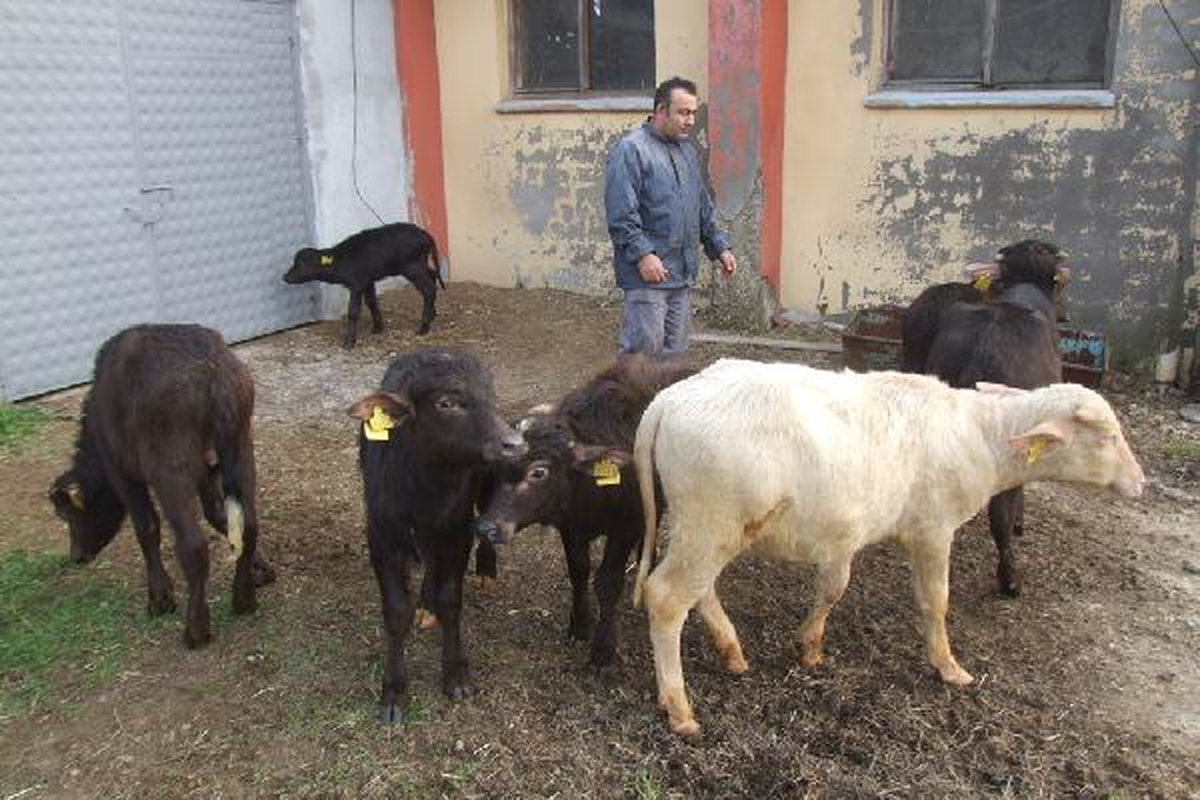 Siyah Mandalar Beyaz Manda 'nazlı'yı Dışladı