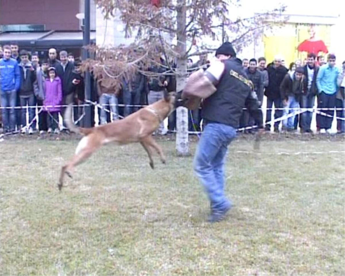 Alışveriş Merkezinin Güvenliği K9 Köpekleriyle Sağlanıyor