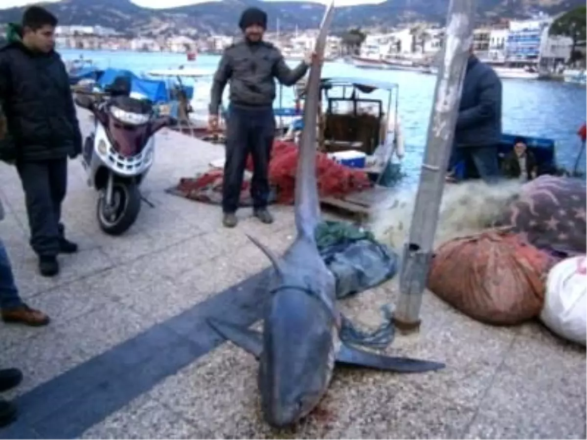 Foçalı Balıkçılara Yeni Yıl Uğurlu Geldi