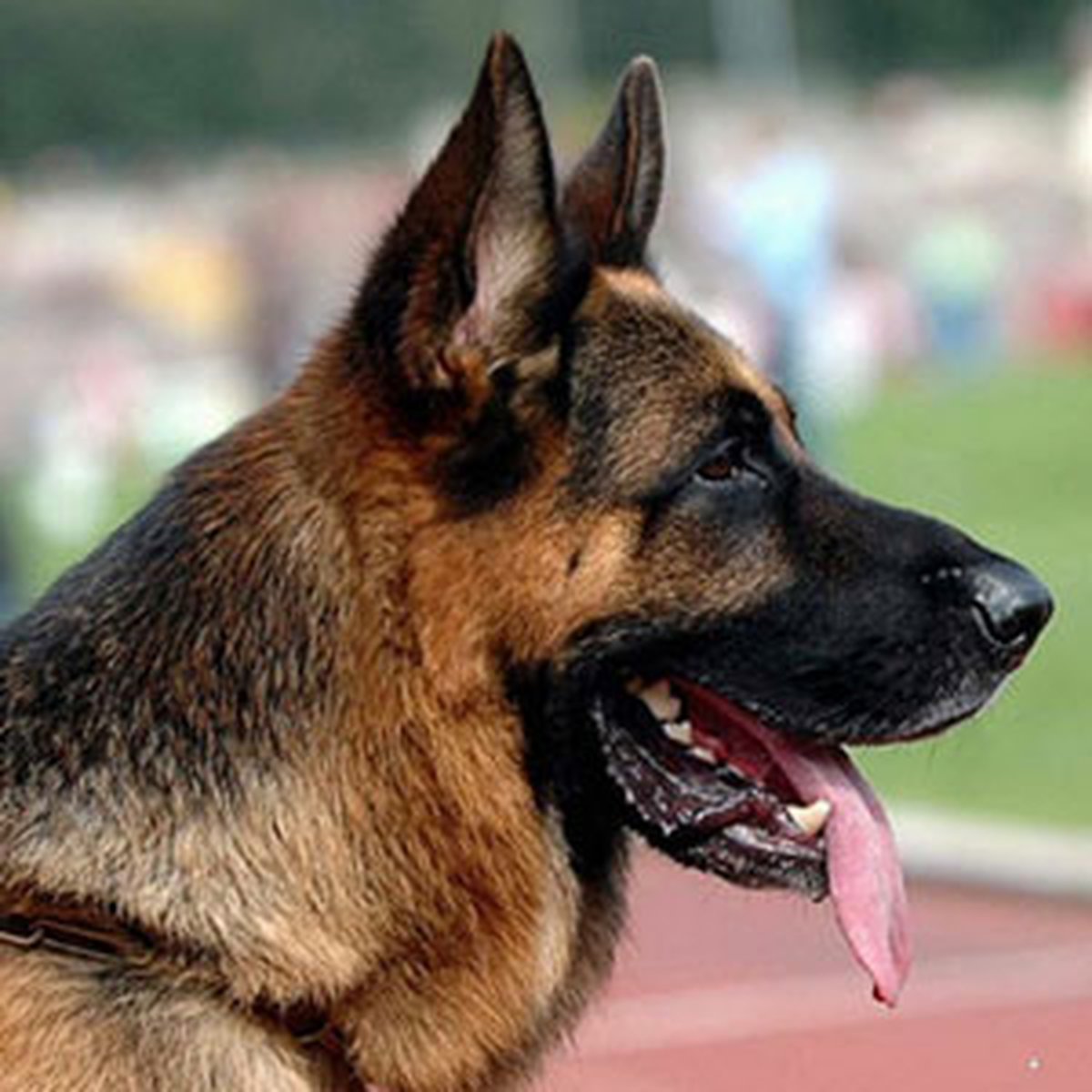 Malatya Park\'ın Güvenliğinde Artık K9 Köpeklerde Yer Alacak