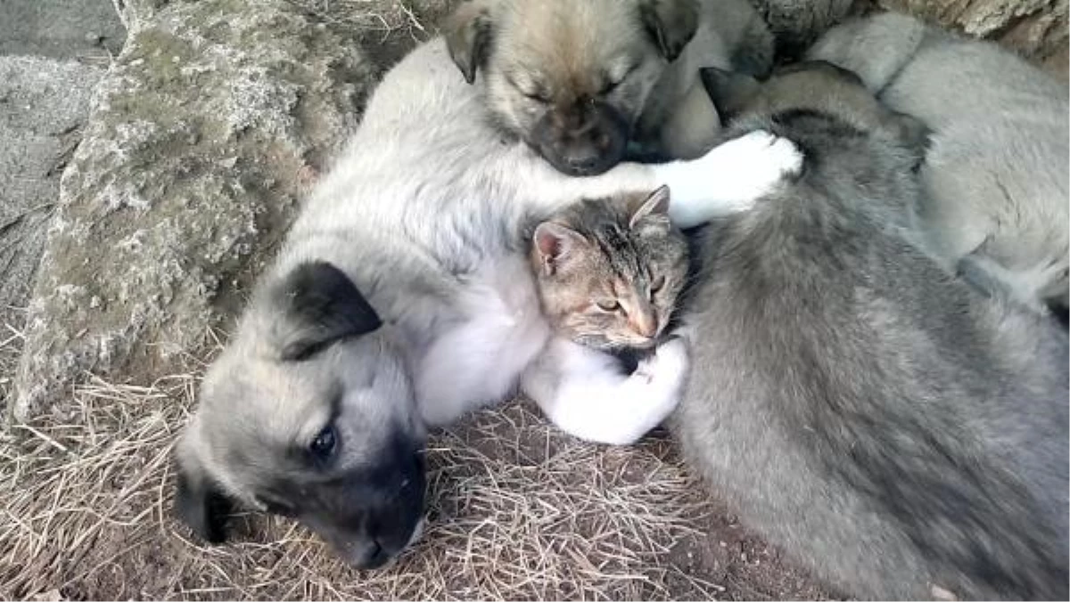 Kedi ve Yavru Köpeklerin, Soğuğa Karşı Dayanışması