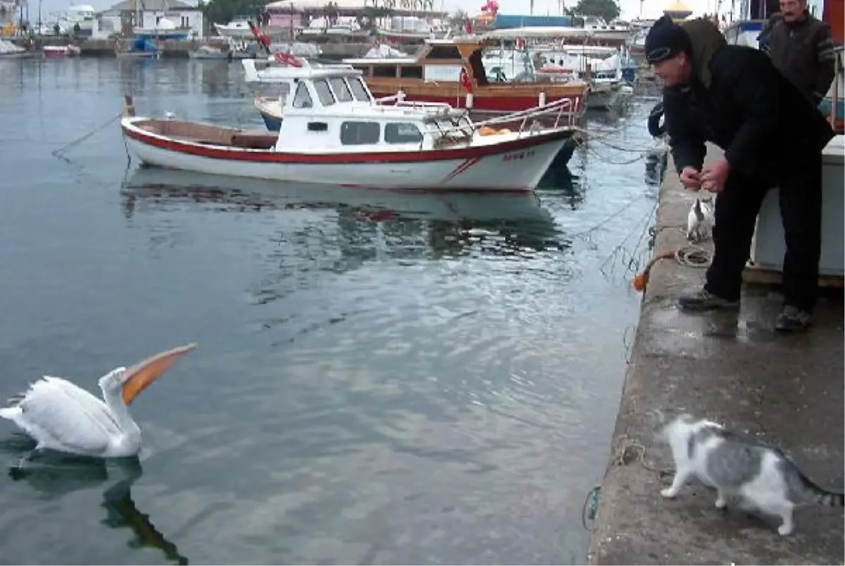 Kediler Baktı, Balıkları Pelikan Ali Yuttu