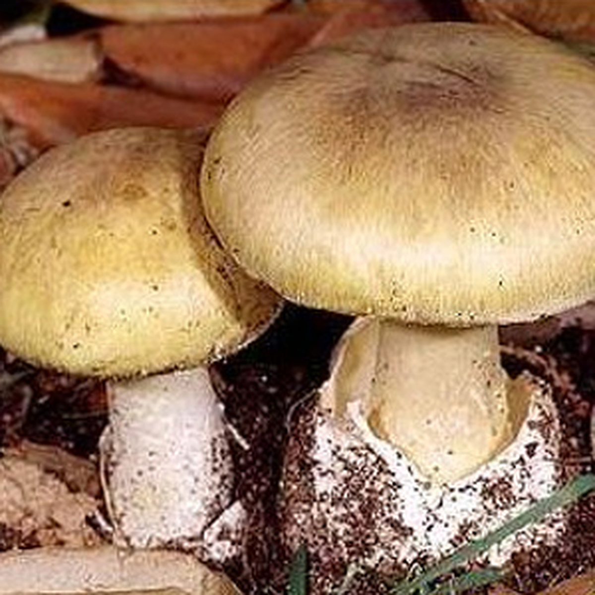 Dünyanın En Zehirli Mantarını Yiyen 4 Kişiden 2\'si Öldü