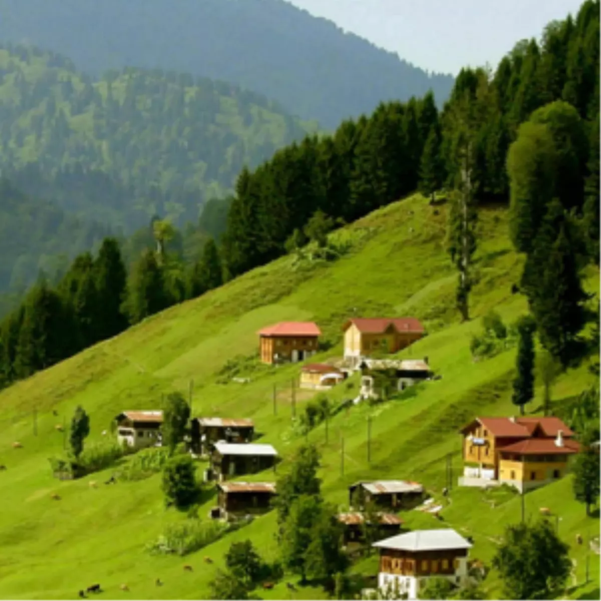 İsrail Ayder Yaylasını Çaldı