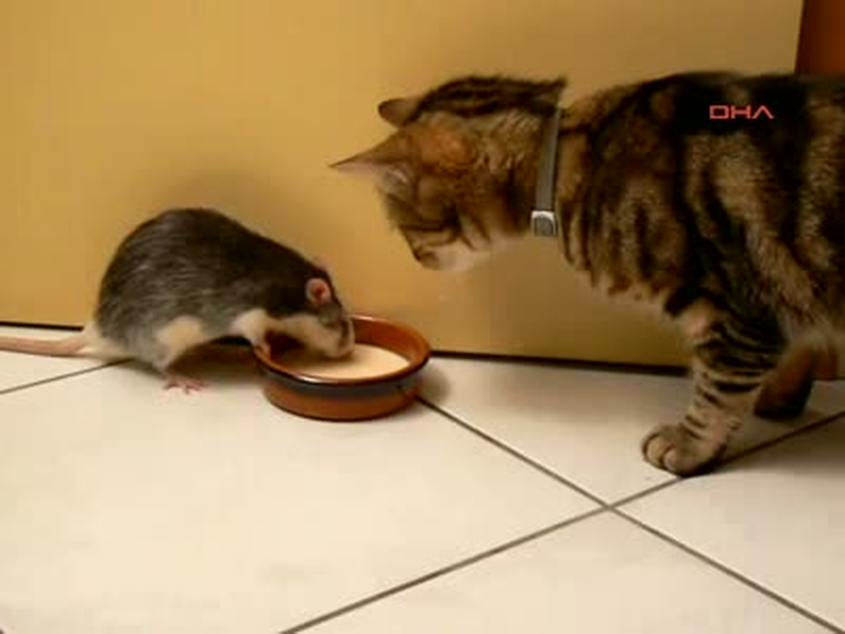 Süt Kardeşler...