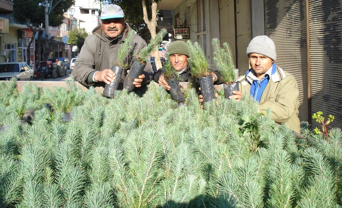 Sarıgöl\'de 35 Bin Fıstık Çamı Toprakla Buluşuyor
