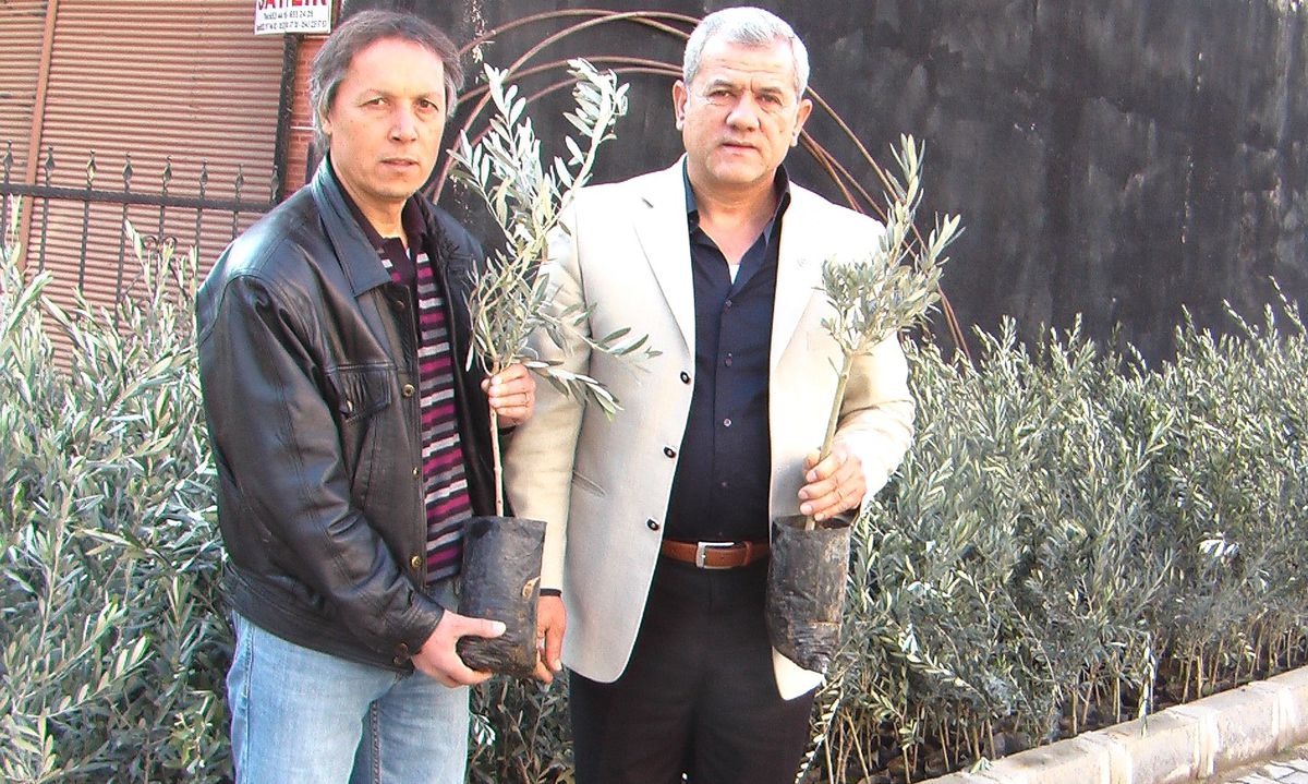 Alaşehir Ziraat Oadası Zeytin Fidanı Dağıtıyor
