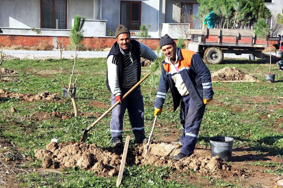 Burhaniye de Fıstıkçamı Güzelliği