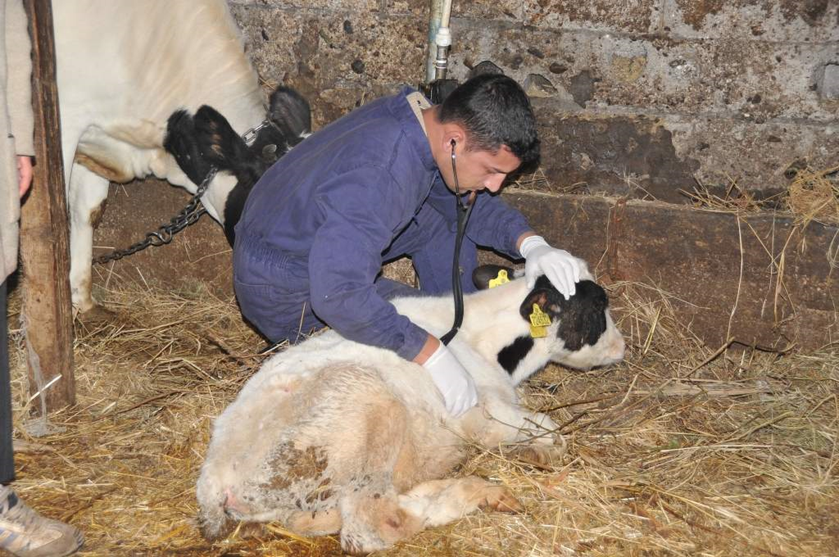 Başiskele\'de, 820 Hayvan Ücretsiz Muayene Edildi