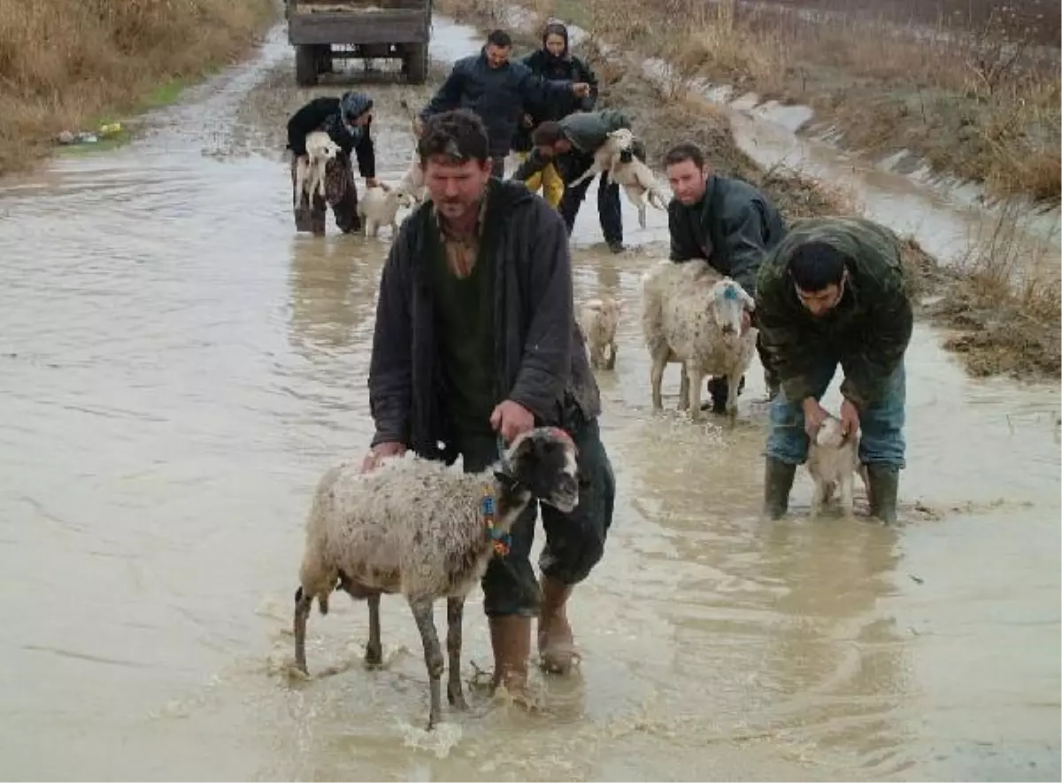 Denizli Fırtına ve Yağmura Teslim; Büyük Menderes Taştı, 20 Kuzu Sel Sularına Kapıldı