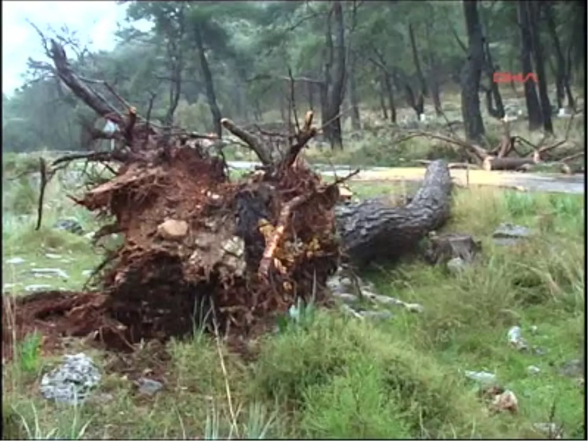 Fethiye\'de Fırtına Çam Ağaçlarını Devirdi