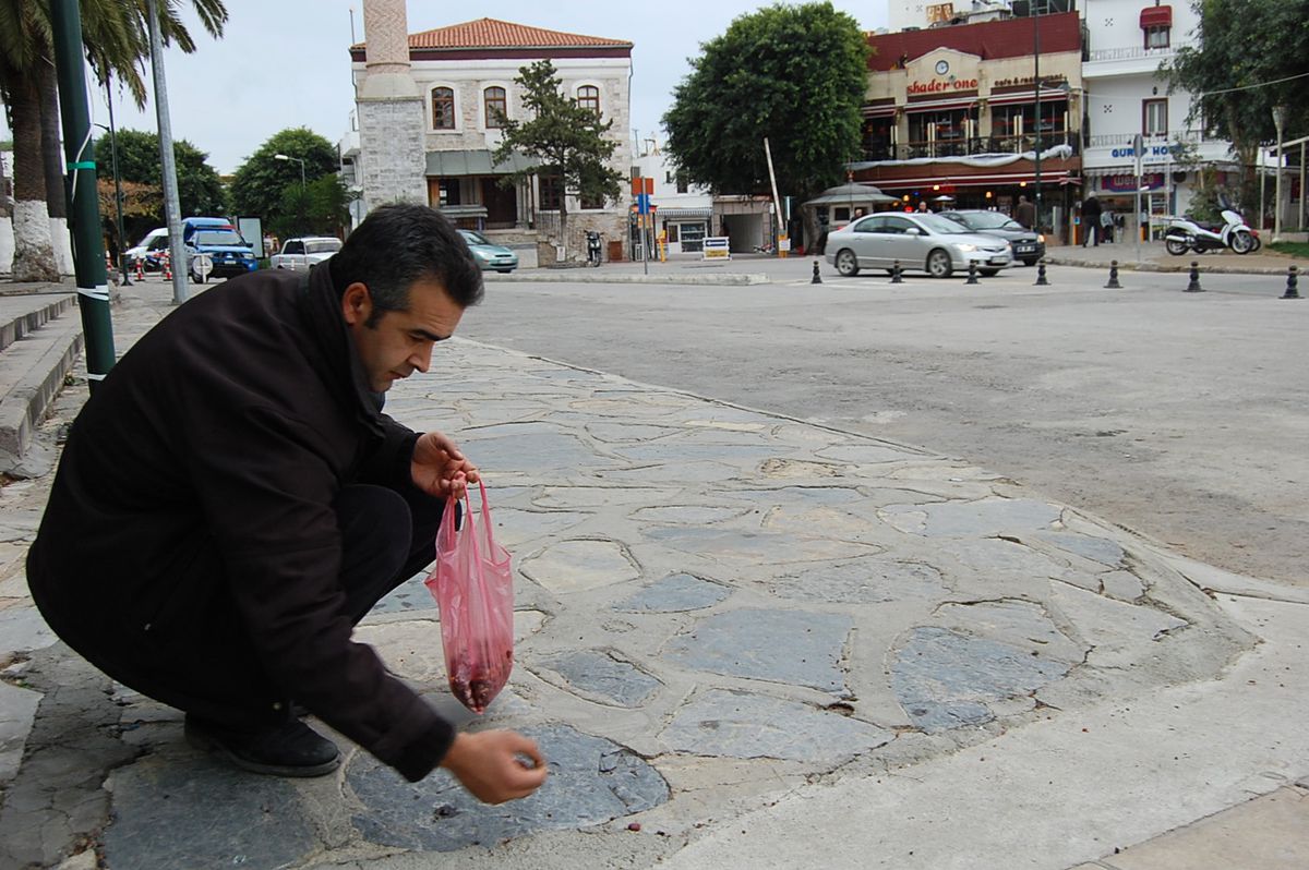 Her Sabah Yerdeki Hurma Tanelerini Topluyor