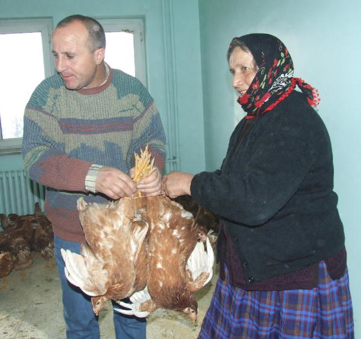 Kaymakamlık Yoksul 100 Aileye 10'ar Tavuk Dağıttı