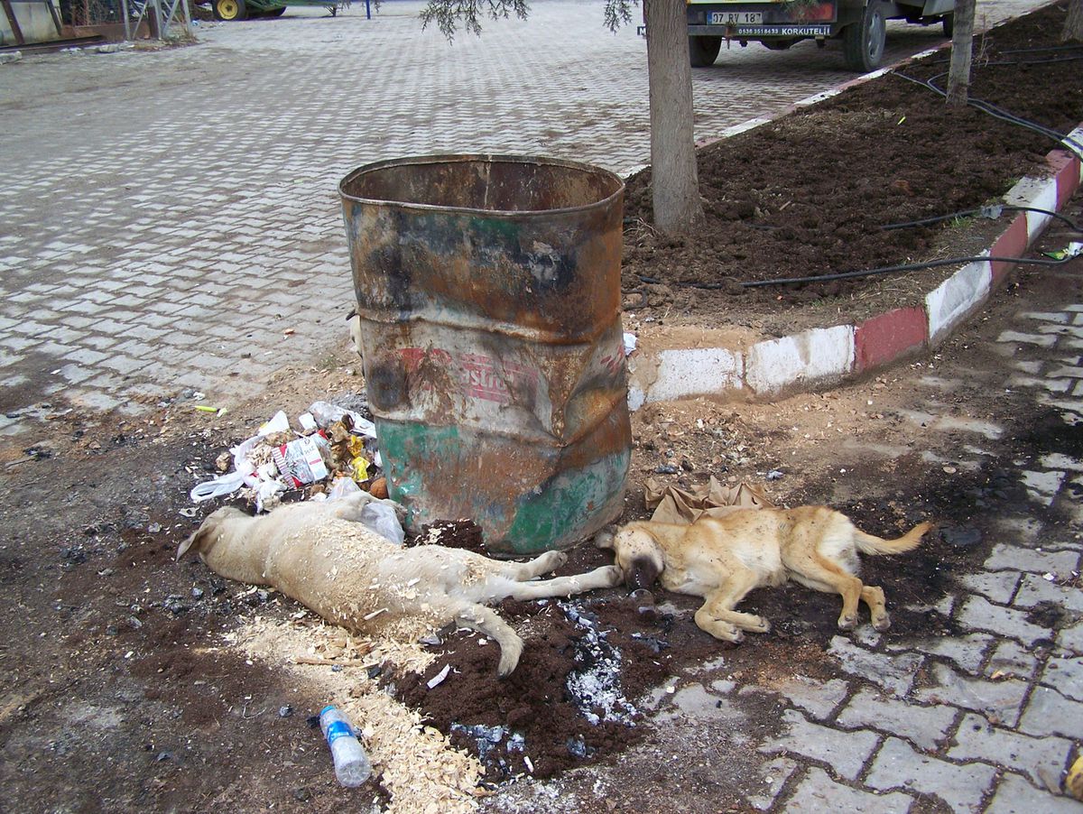 Korkuteli\'nde Sanayi Sitesinde Köpek Katliamı