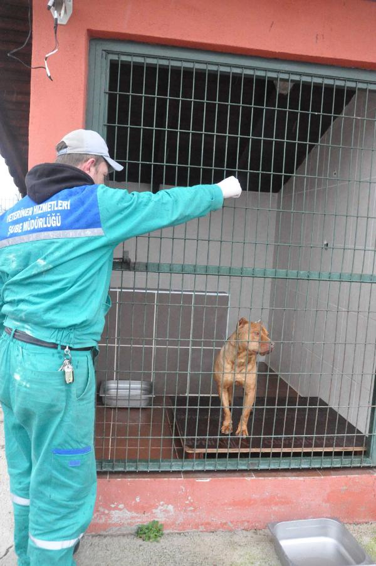 Pitbullara Ömür Boyu Barınak Cezası