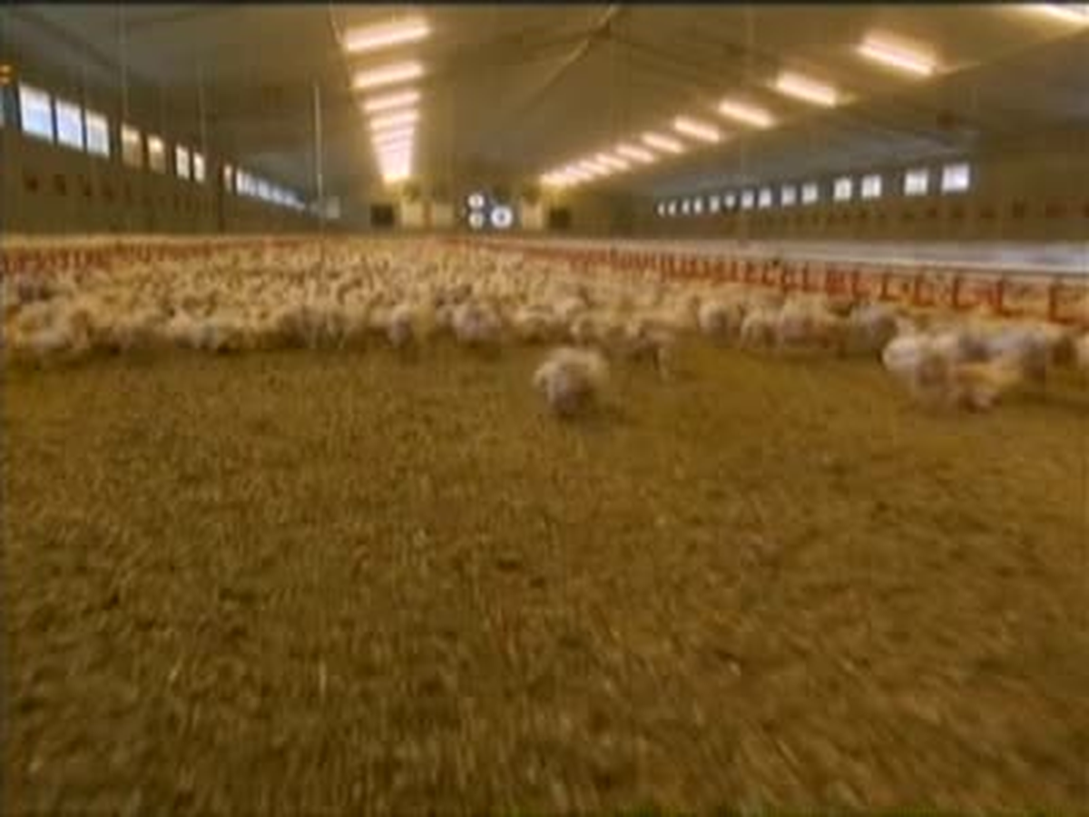 Almanya\'daki Tavuklarda Antibiyotik Oranı Yüksek Çıktı