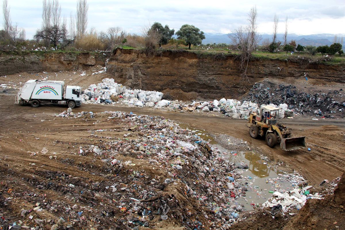 4 Ton Özürlü İncir İmha Edildi