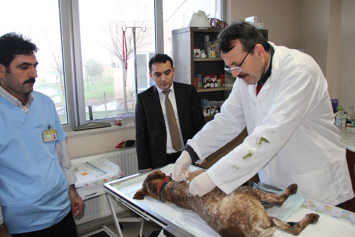 Arabanın Çarptığı Köpek Hayata Döndürüldü
