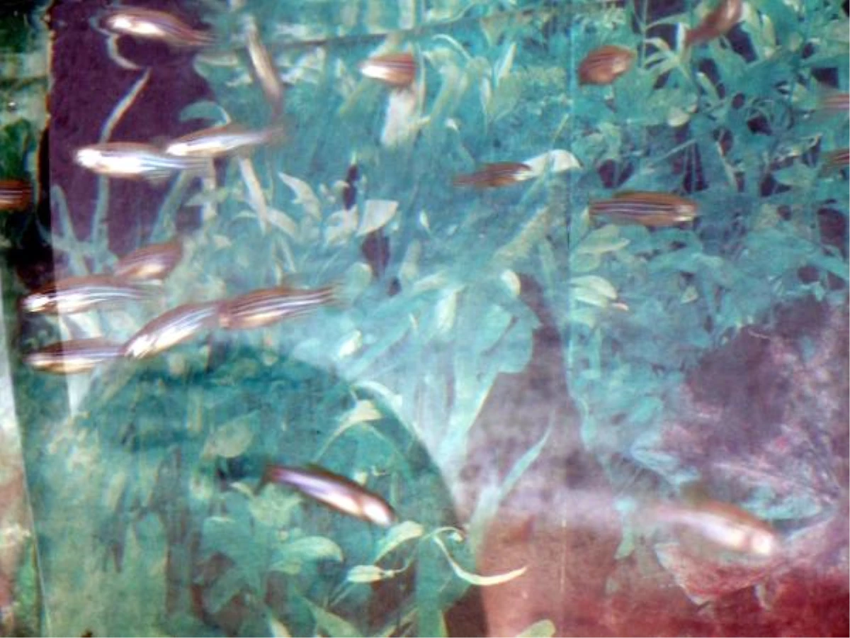 Genetik Araştırmalarda Kullanılan Zebra Balığı Atatürk Üniversitesi\'nde Üretiliyor