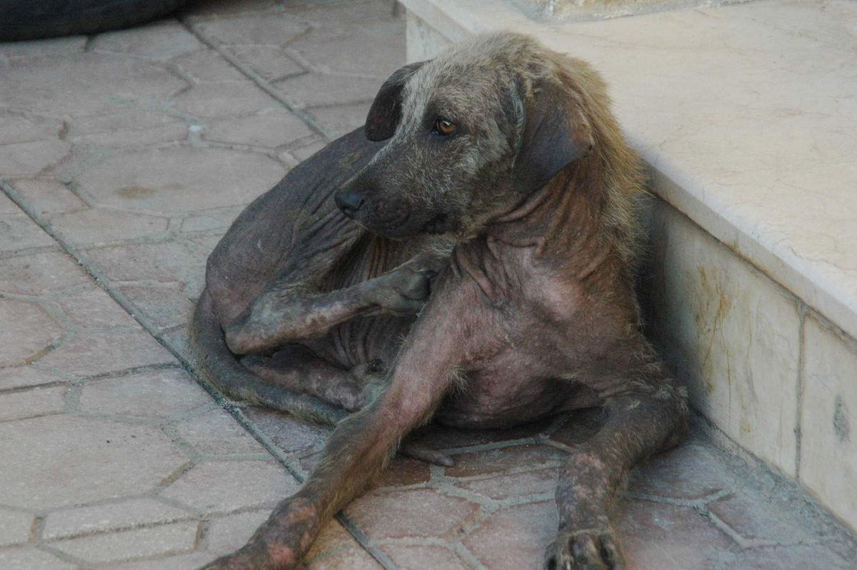 Hastalıklı Köpekler Tedirgin Ediyor