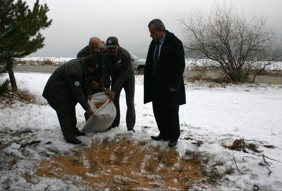 (Özel Haber) Yaban Hayvanları İçin Doğaya Yem Bırakılıyor
